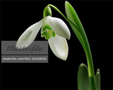 snowdrop with green leaves on a black background