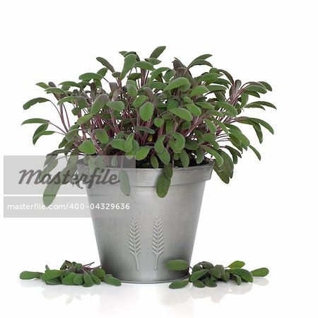 Purple sage herb plant in a pewter pot with leaf sprigs scattered isolated over white background. Salvia.