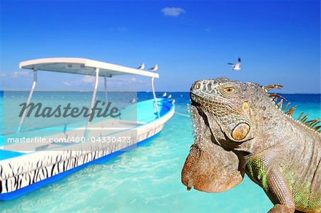 Mexican iguana in Caribbean tropical beach boat summer vacations