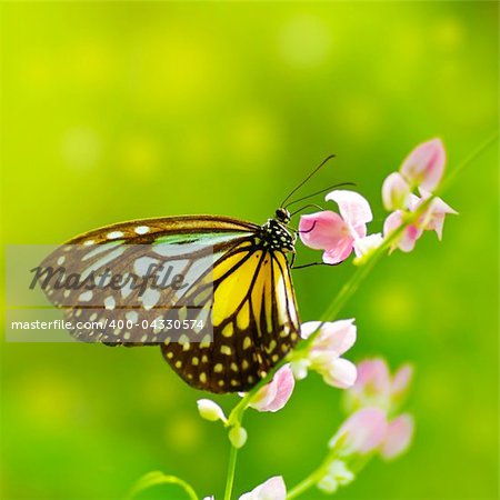 Parantica aspasia (Yellow Glassy Tiger) feeding on flower