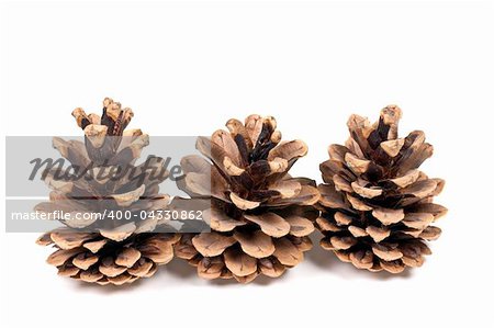 three branch of fir-tree isolated on a white background