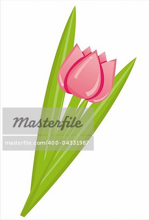 pink tulip isolated on white