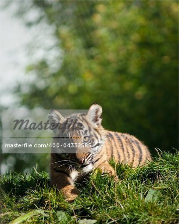 Sumatran tiger cub in captivity in a Zoo