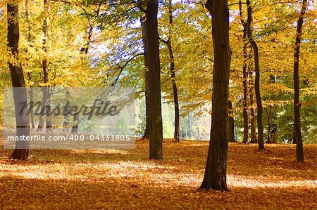 autumn in the forest with golden leaves on trees