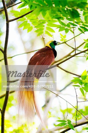 Lesser Bird of Paradise or Paradisaea minor. One Of the most exotic birds in Papua New Guinea.