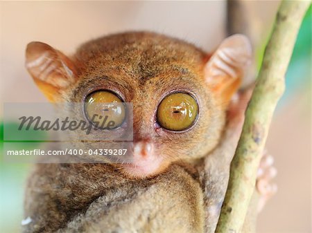 Funny Philippine tarsier (Tarsius syrichta). Bohol. Philippines
