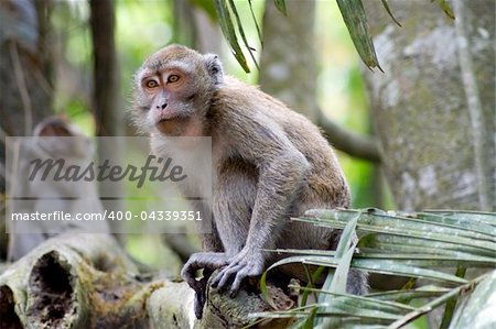 Monkey in jungles. Jawa, Indonesia