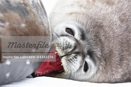 Baby seal close to mom. Antarctica