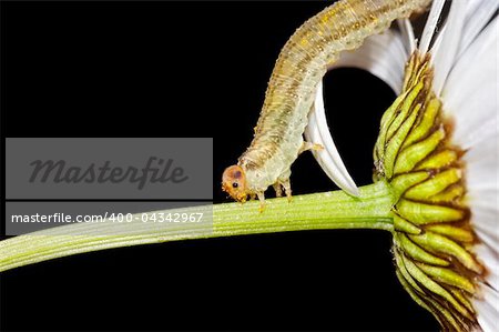 Macro - caterpillar eating the petals of daisy