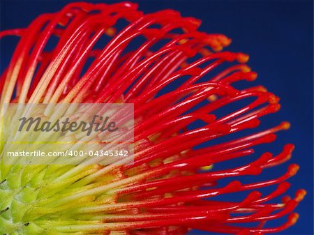 Part of the stem and petals of a red flower called protea on blue (Selective Focus, Focus on the front)