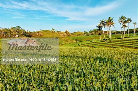 Paddy rice field at day time. Bohol. Philippines