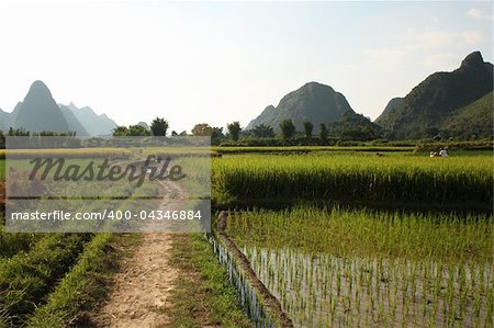 Paddy Rice fields of China