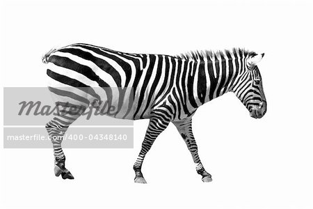 A picture of a young zebra standing over white background