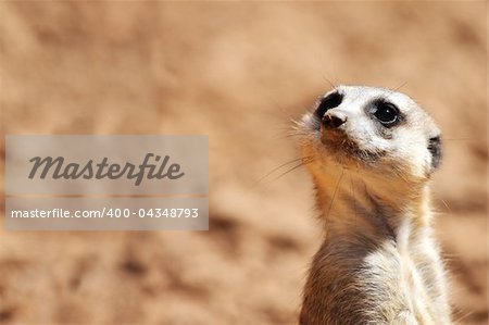 A portrait of a cute african suricate over light brown background