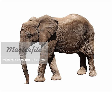 A picture of a big african elephnt walking over white background