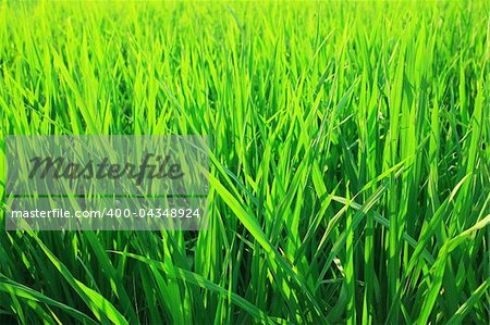 Green seedlings of cereal crops in the field