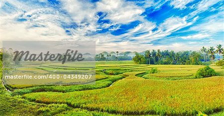 Panorama of the paddy rice field. Philippines