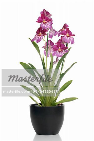 Pink orchid in a pot on white background with shadow reflection.