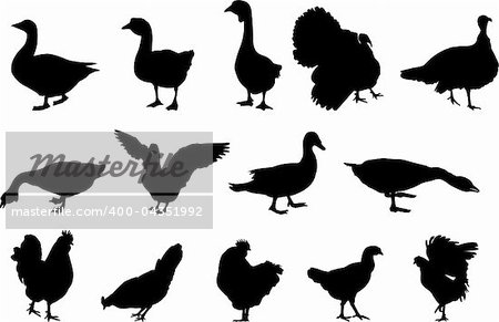 poultry silhouettes - vector
