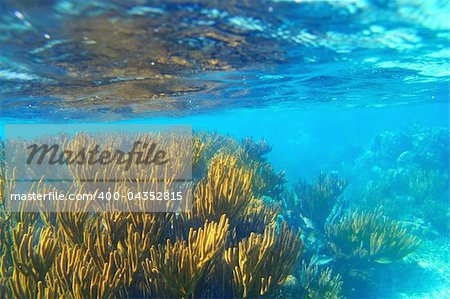 Mayan Riviera soft gorgonian reef seascape Mexico