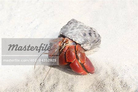 Red Legged Hermit Crab in Mexico beach sand Clibanarius digueti