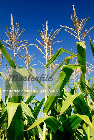Corn plants under blue sky.
