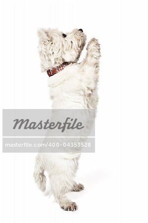 An image of a nice white Terrier