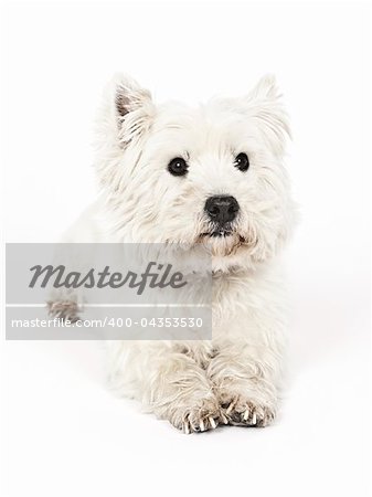 An image of a nice white Terrier