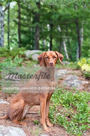 A female Vizsla dog sits in a wooded area.