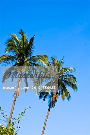 coconut palm and blue sky background for texture