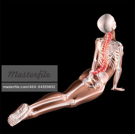 3d render of a female medical skeleton stretching her back