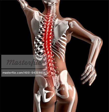3D render of a female skeleton with spinal cord highlighted