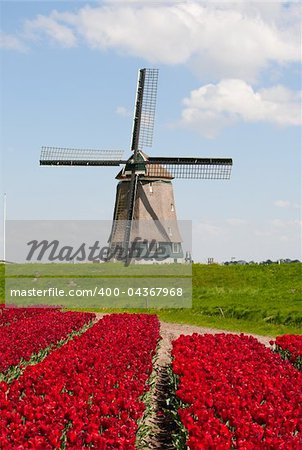 Windmill with red tulip field in the Netherlands