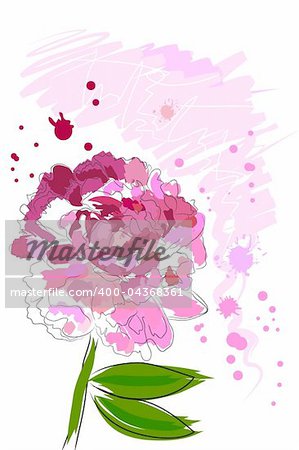 beautiful blossom watercolor pink peony on white background