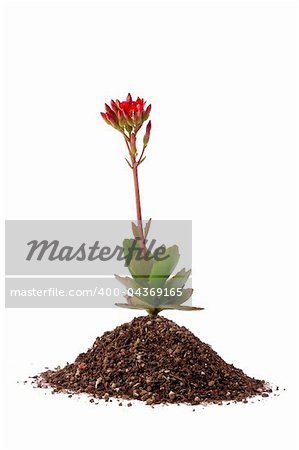 Small red flower growing out of soil on a white background.