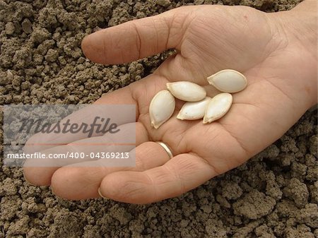 hand with pumpkin seeds