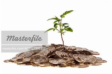Green plant growing out of a pile of golden coins on a white background.