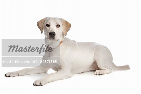 Labrador retriever in front of a white background