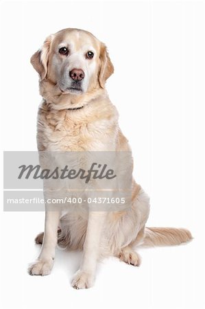 Labrador retriever in front of a white background