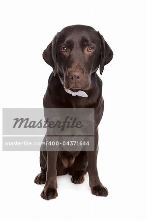 Labrador retriever in front of a white background