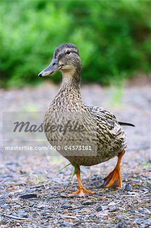 Female mallard duck (Anas platyrhynchos)