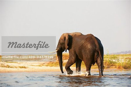Large African elephant (Loxodonta Africana) walking in the river in Botswana