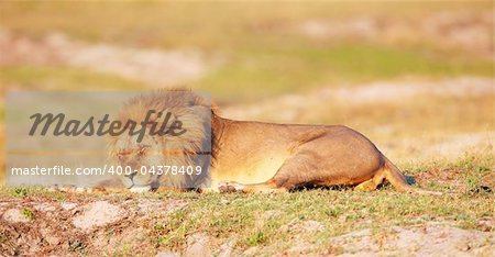 Lion (panthera leo) sleeping in savannah in Botswana