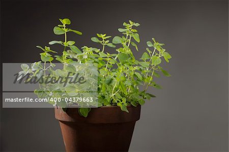 Oregano herb plant in clay pot.