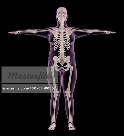 3D render of a medical skeleton of an overweight female