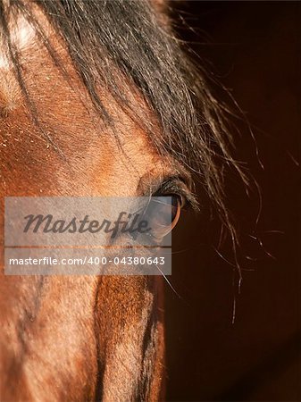 eye of bay horse closeup in dark