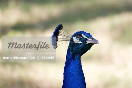 The brilliant metallic blue head of a male peacock which is gazing upward.