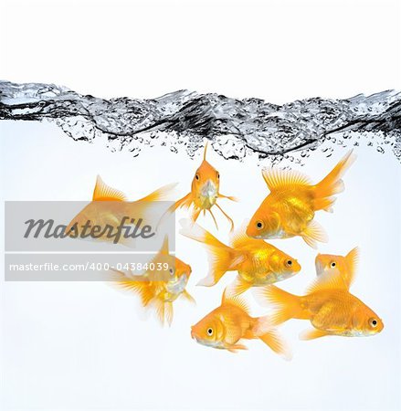 large group of goldfish in water isolated on white background
