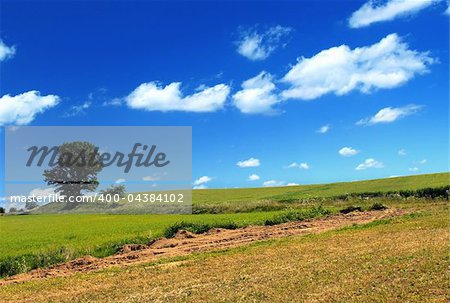 summer country view with field and tree