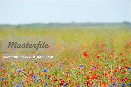 Small singing bird wagtail in wild cornflowers and poppies